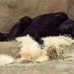 Gorilí siesta
